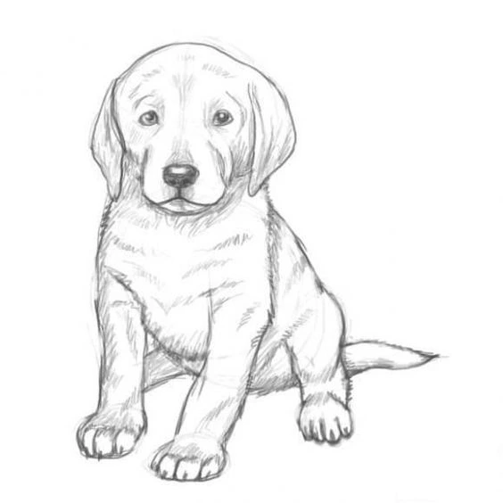 dog-line-art-2